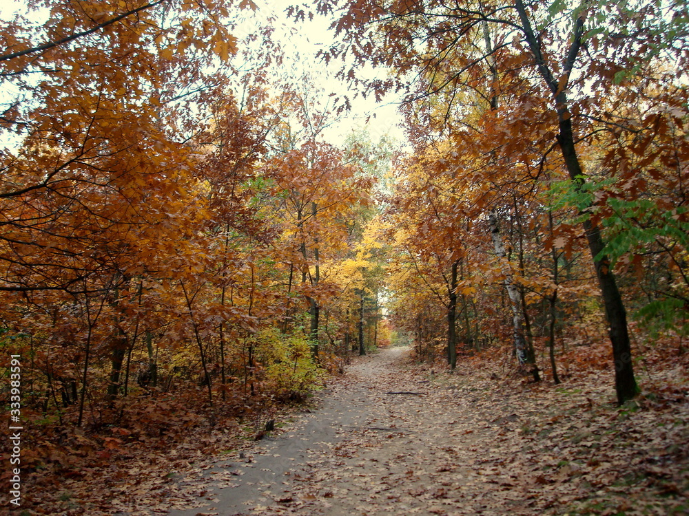 Fototapeta premium autumn in the forrest