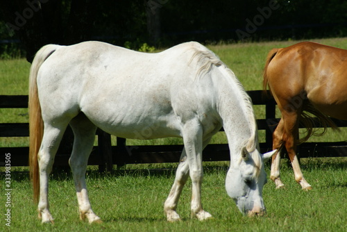 White horses in a meadow grazing