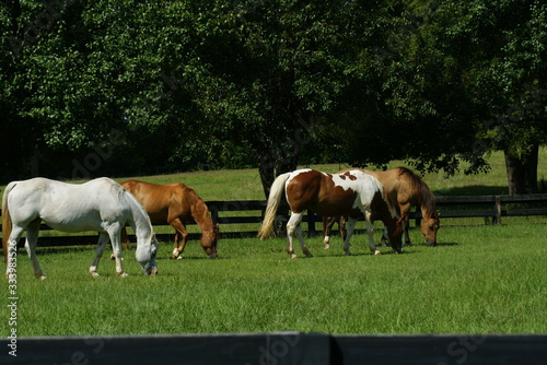 Horses grazing in a meadow