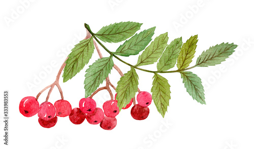 watercolor hand drawn rowan branch with red berries and leaves isolated on white background