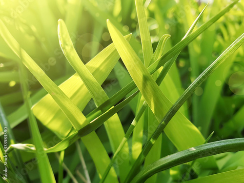 spring fresh grass closeup sunlight morning