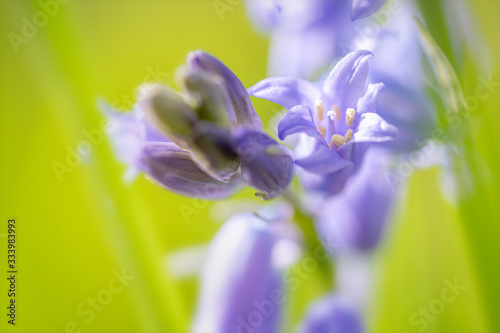 Wild flower. Bluebell or Wild Hyacinth. hyacinthoides non-scripta