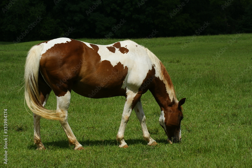 Pinto and brown and white horses