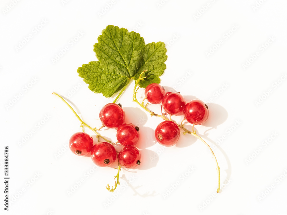 Red Currant 2 Red Currant 2