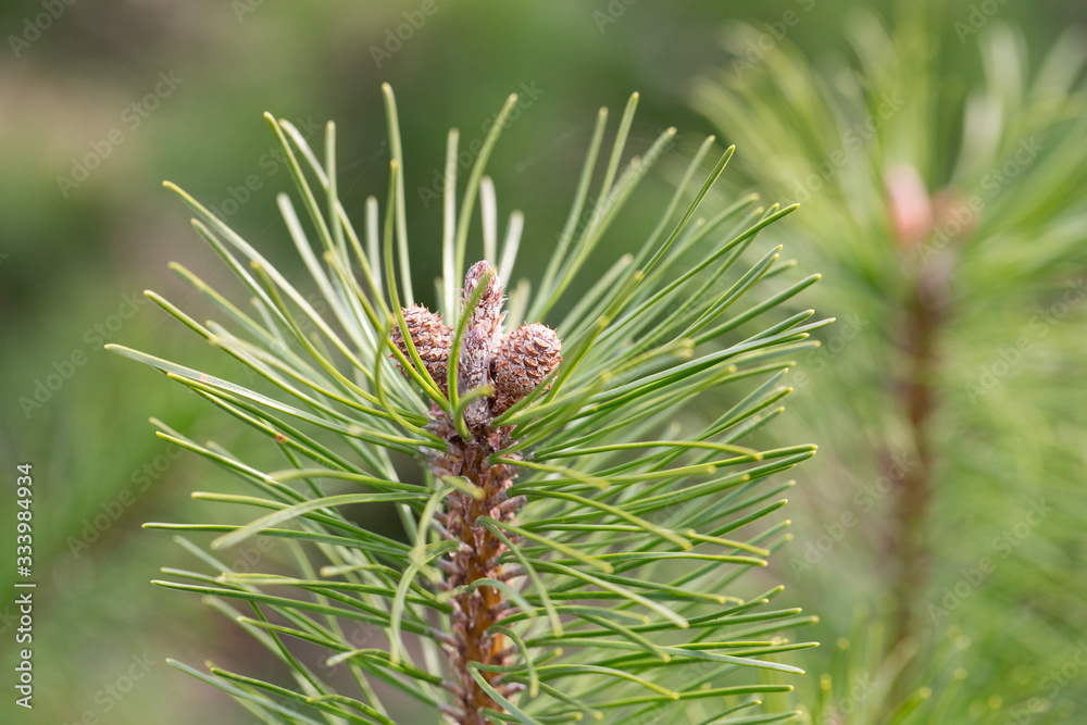 young cones on a pine tree young cones on a pine tree