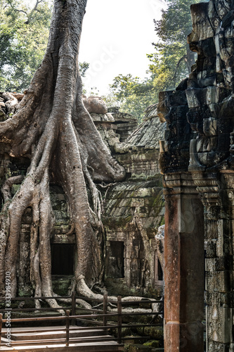 Ta Prohm temple near Angkor Wat, Cambodia