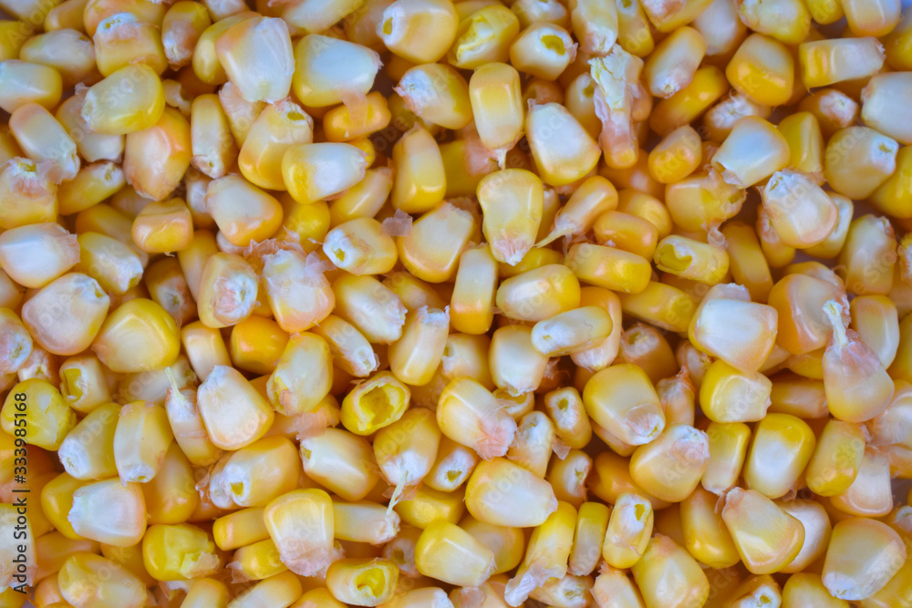 Lot of fresh and delicious yellow sweet corn seed gathered together in a bunch Lot of fresh and delicious yellow sweet corn seed gathered together in a bunch