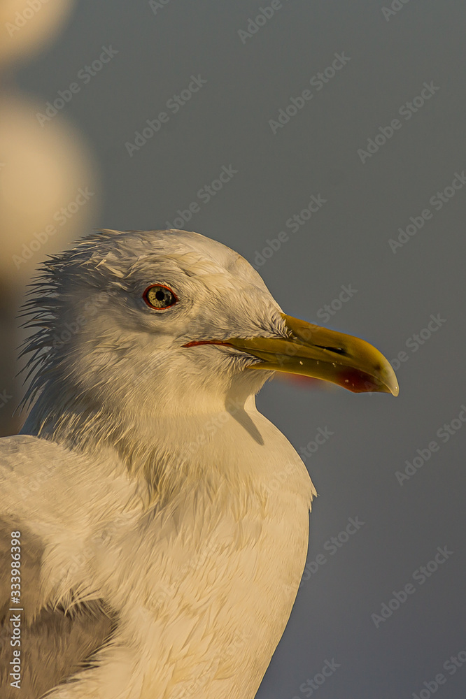 The Caspian gull (Larus cachinnans) is a large gull and a member of the herring and lesser black-backed gull complex. The Caspian gull (Larus cachinnans) is a large gull and a member of the herring and lesser black-backed gull complex.