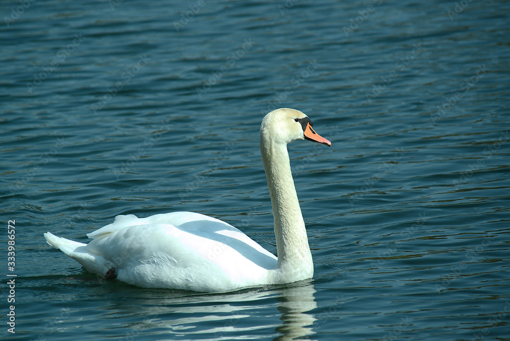 wunderschöner Schwan, im Flug wunderschöner Schwan, im Flug