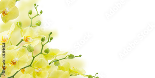 yellow orchids  isolated on white background