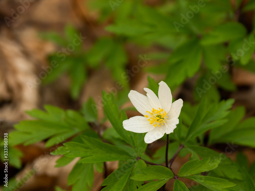Close up of white wood anemone in forest, early spring.