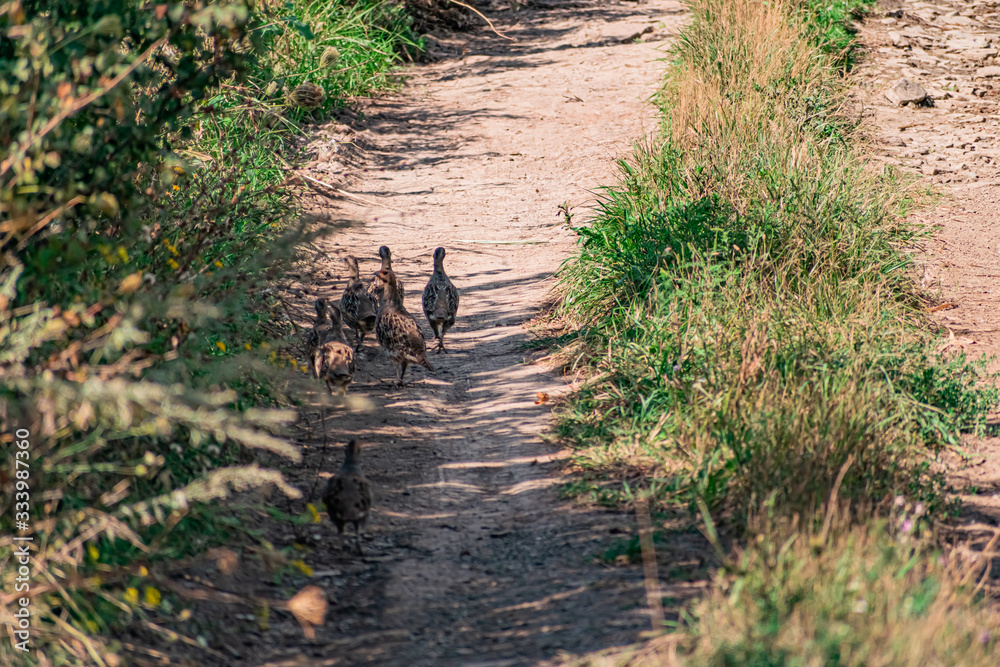 Fototapeta premium A small group of a few partridges runs right along a sandy path among green vegetation and dry grass. The bird's shy family moves in free conditions