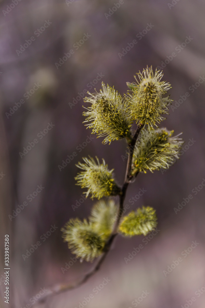 Yellow willow flowers on the branch in spring forest Yellow willow flowers on the branch in spring forest