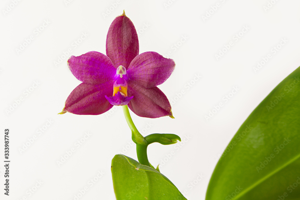 Beautiful rare orchid in pot on White background Beautiful rare orchid in pot on White background