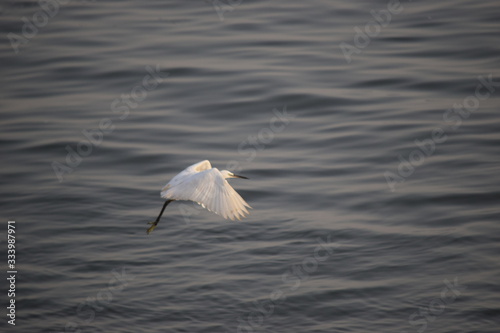 Close up view of Egret flying over the sea to catch fish