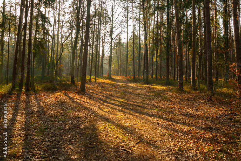 Fototapeta premium piękno lasu o poranku