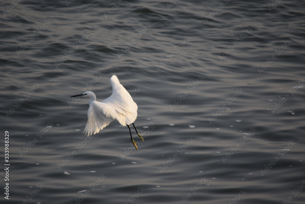Close up view of Egret flying over the sea to catch fish Close up view of Egret flying over the sea to catch fish