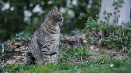 GRAY CAT LOOKS AROUND THE GARDEN SLOW MOTION