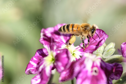 Spring Honey bee eating pollen flying over violet flower,pollination nature
