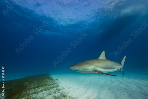 Caribbean reef shark in its natural habitat.
