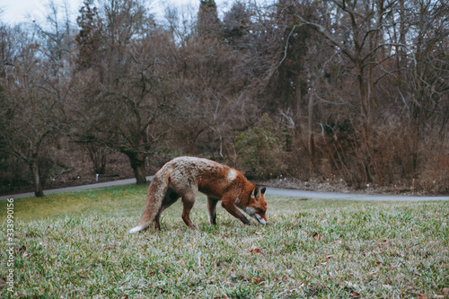 fox, red fox, animal, wild fox, nature