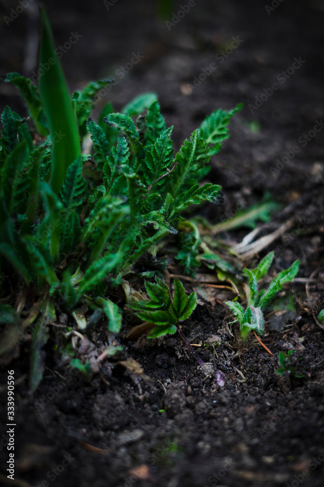 Obraz premium green spring leaves 