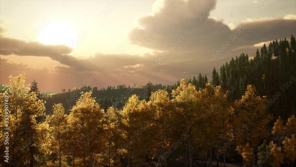 pine forest with the last of the sun shining through the trees