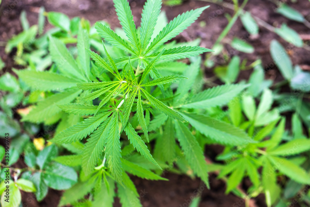 Bushes of marijuana leaves on a plantation on a background of green cultivation Bushes of marijuana leaves on a plantation on a background of green cultivation