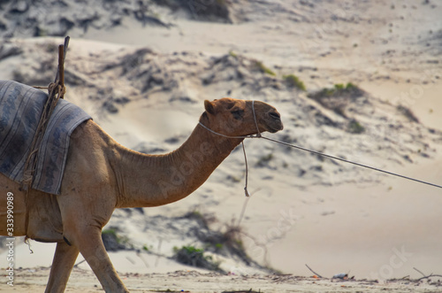 camel in the desert © EIVIND