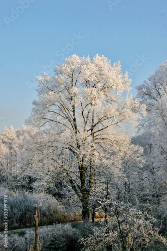 Winterbäume