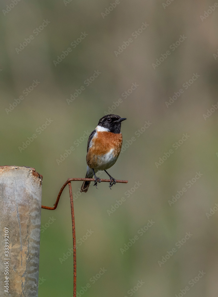 Fototapeta premium robin on a branch