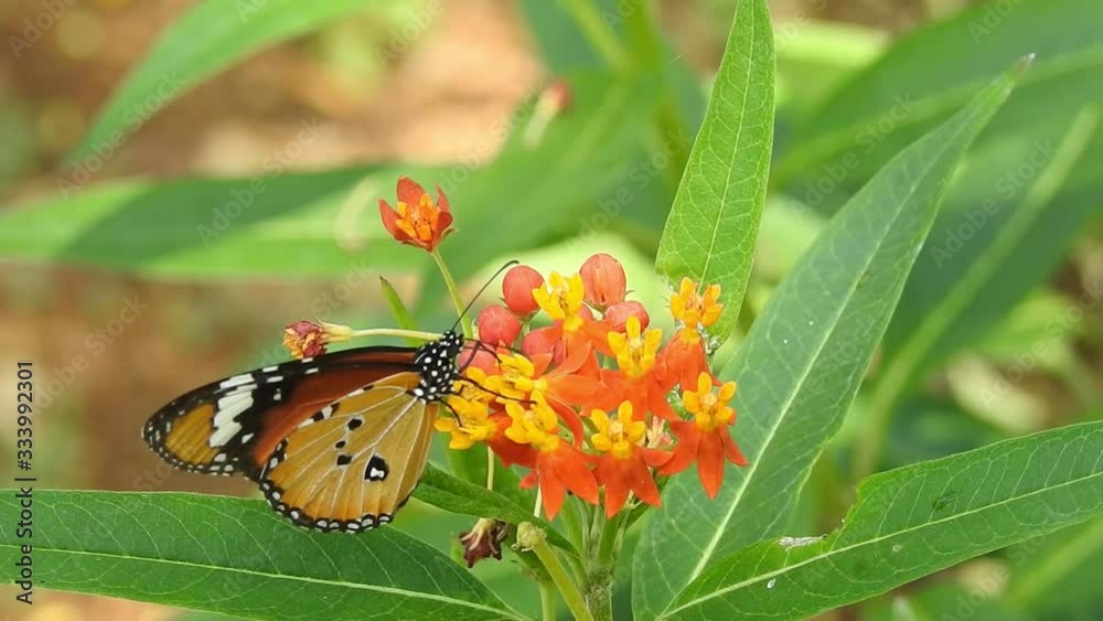Vidéo Stock Plain Tiger butterfly sitting on the flower plant with a ...