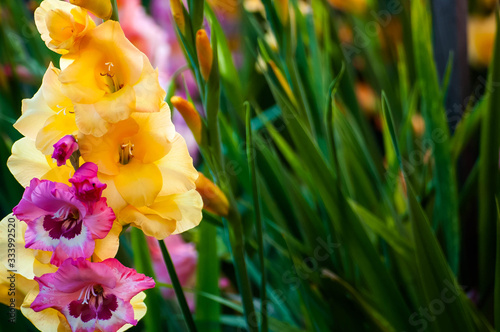 Yellow and purple gladiolus close-up with copy spase and green background. The idea of ​​designing cards with flowers. Greeting card with place for an inscription. Concept for flower shop.