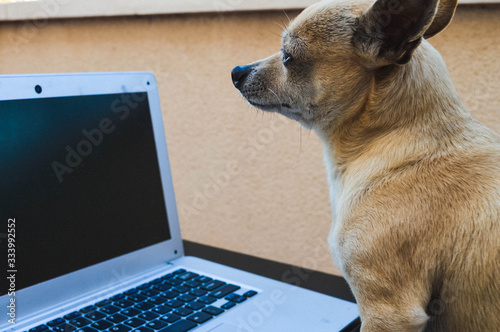 Dog chihuahua with laptop