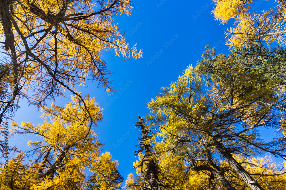 Pine Forest Nature Landscape in autumn. yellow and green pine in the mountains of Yading, China Pine Forest Nature Landscape in autumn. yellow and green pine in the mountains of Yading, China