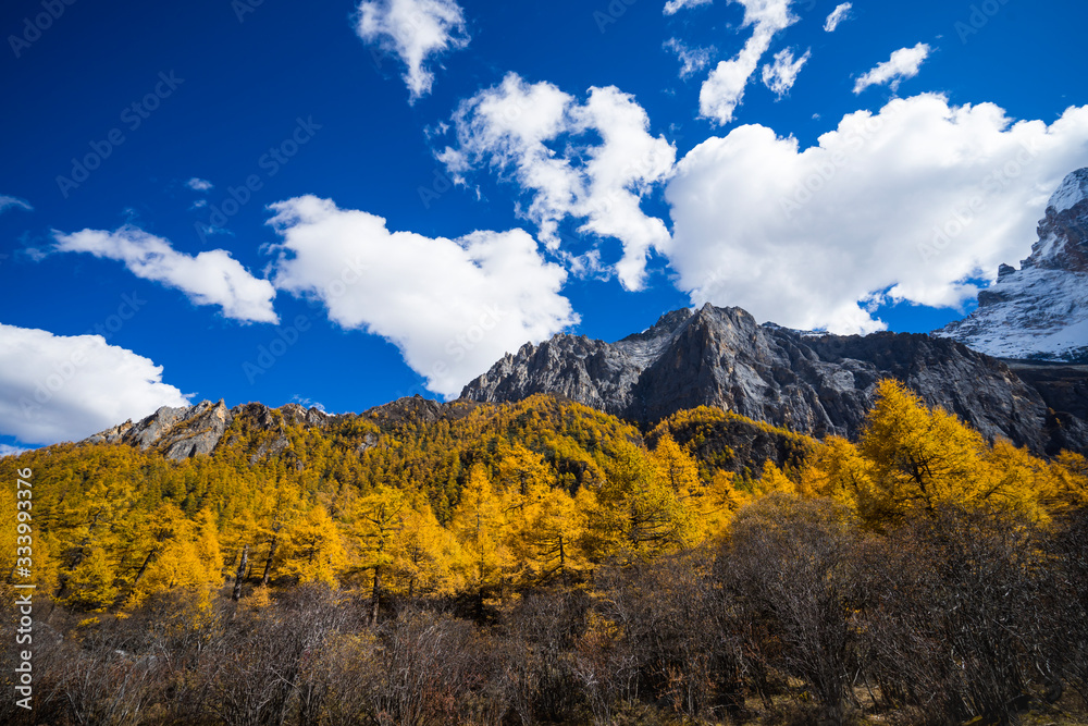 Pine Forest Nature Landscape in autumn. yellow and green pine in the mountains of Yading, China Pine Forest Nature Landscape in autumn. yellow and green pine in the mountains of Yading, China