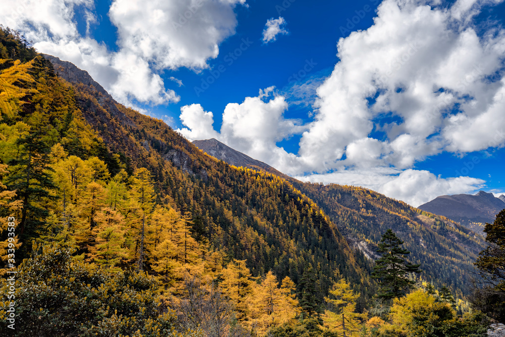 Pine Forest Nature Landscape in autumn. yellow and green pine in the mountains of Yading, China
