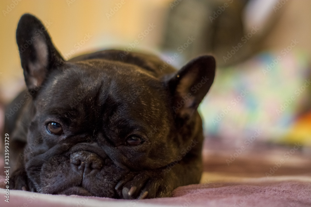 The dog of the French bulldog lies and rests. Pet.
