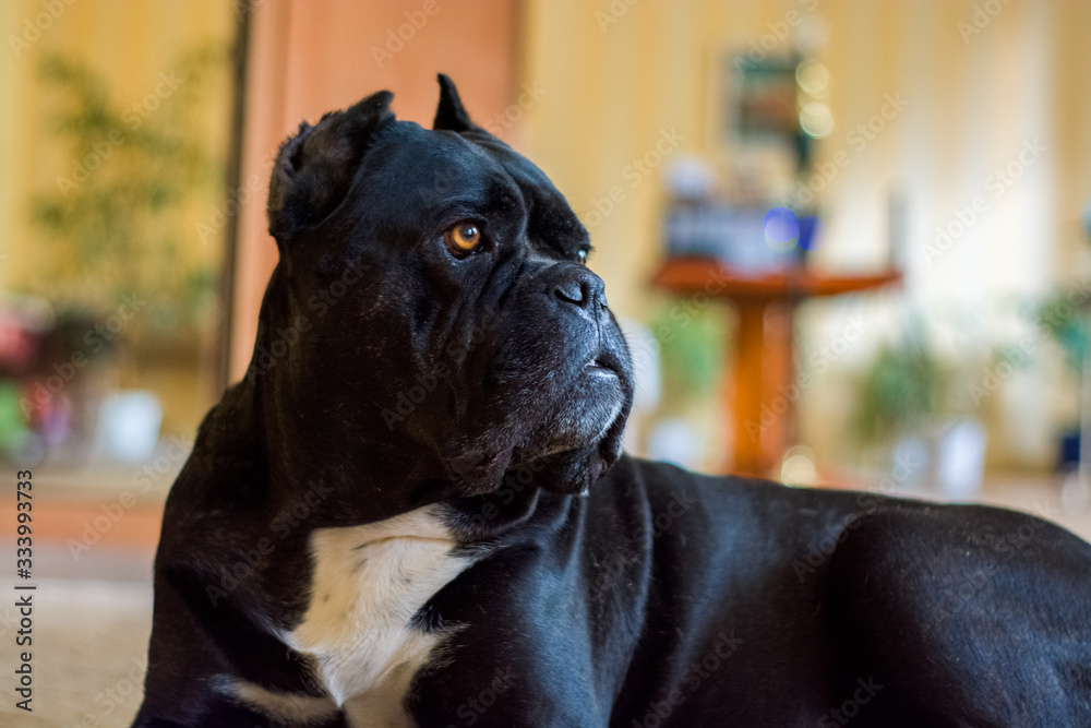 Large black dog lies and rests with sad eyes of the Kane corso breed. Stock  Photo