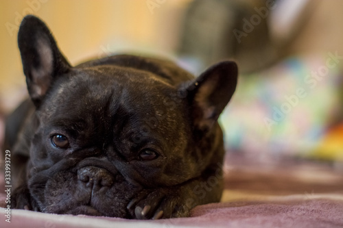 The dog of the French bulldog lies and rests. Pet. © Vlada