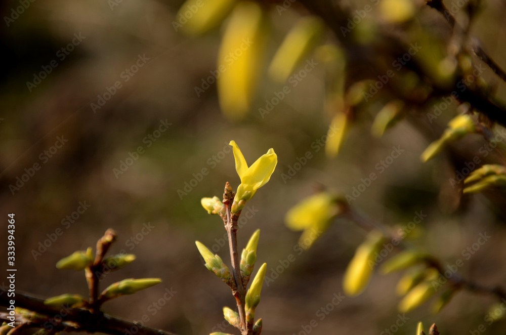 close up of branches with buds and blossoms of yellow forsythia growing on the ground on a sunny spring day on brown background. copy space