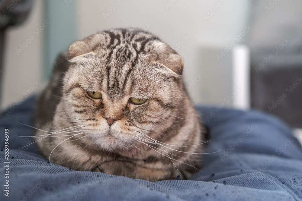 Cute cat, Scottish Fold, is depressed, she is sitting on a soft ottoman with a pensive, sad look, on a blurred background.