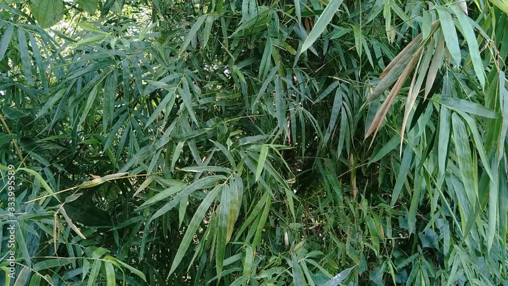 close up green bamboo leaves in the nature close up green bamboo leaves in the nature