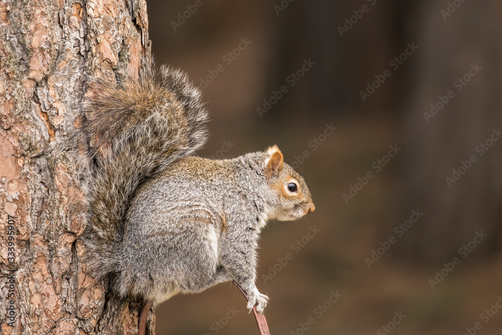 Portrait of a cute and bushy squirrel. Portrait of a cute and bushy squirrel.