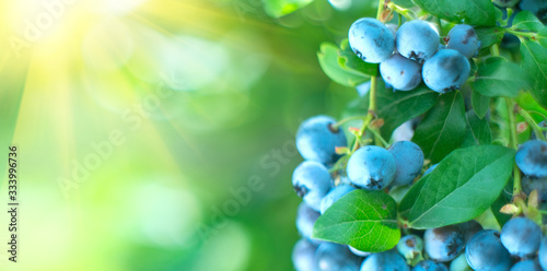 Blueberry. Fresh and ripe organic Blueberries plant growing in a garden. Diet, dieting, healthy vegan food. Blue berry hanging on a branch. Bio, organic healthy food. Agriculture. 