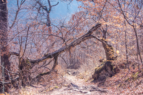 broken tree in the forest © Vahagn