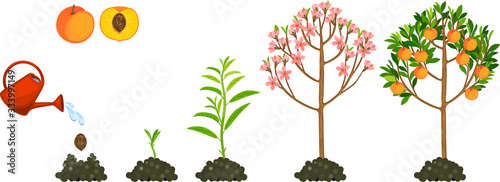 Life cycle of peach tree isolated on white background. Plant growing from seed to peach tree with ripe fruits