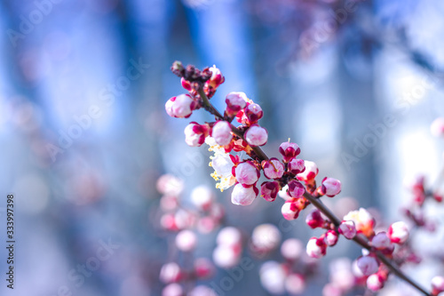 Beautiful floral spring abstract background of nature. Branches of blossoming apricot macro with soft focus on gentle light blue sky or tree background. For easter and spring greeting cards.