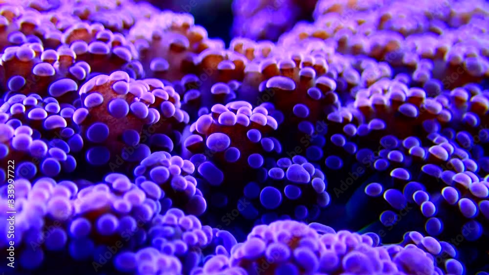 Video of Violet octospawn stony coral - Euphyllia divisa Video of Violet octospawn stony coral - Euphyllia divisa