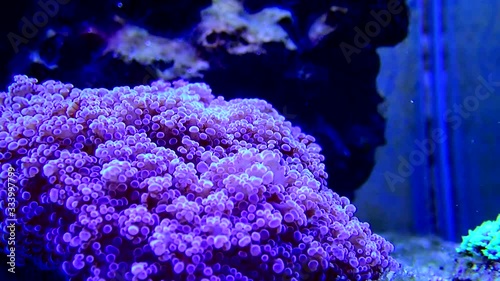 Video of Violet octospawn stony coral - Euphyllia divisa photo